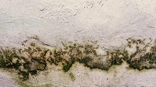 Band of green and black mold growth along a painted wall