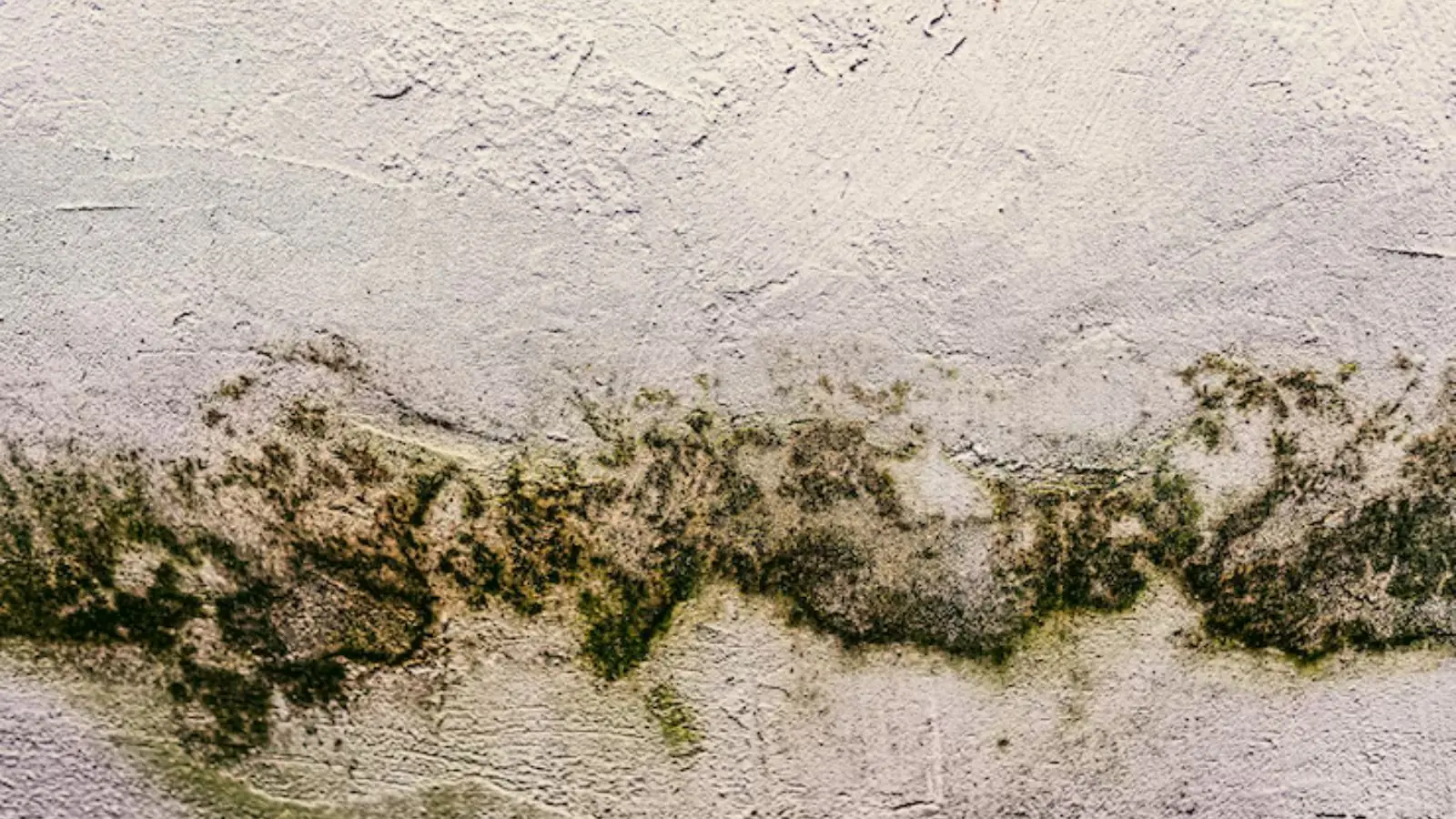 Band of green and black mold growth along a painted wall