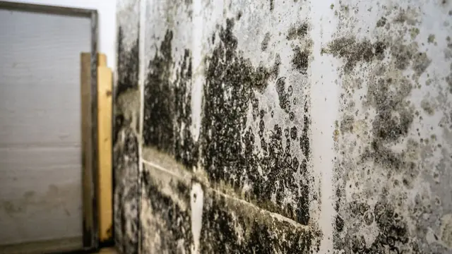 Mold staining on a basement wall and door frame