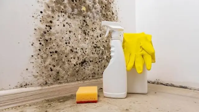 Mold spots on a wall above a baseboard with a spray bottle, sponge and gloves